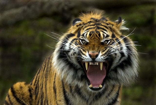 A rare Sumatran Tiger is on the loose in central Tasmania. PHOTO: National Geographic