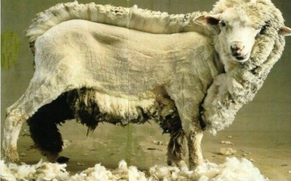 What it really looks like when shearing a sheep