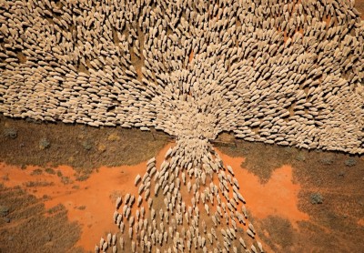 Australian photographer Scott Bridle's photo of the quintessential Aussie sheep farm. Usually not a place where people shear or club lambs. According to the lying farmers.