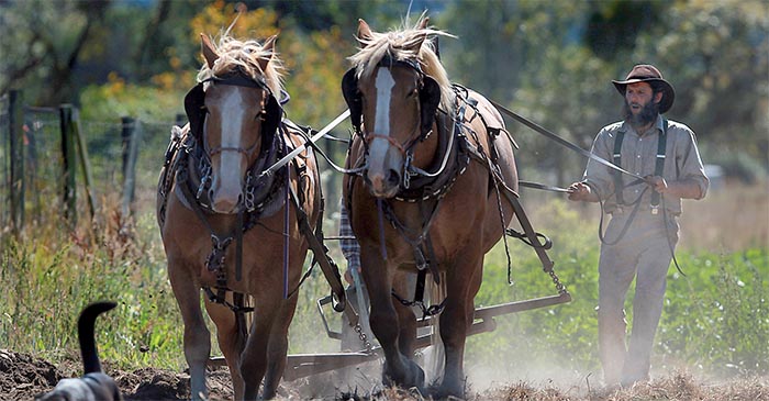 Wesley Duckworth uses horses to farm his dirt because they don't emit greenhouse gasses, only horse shit. PHOTO: Supplied. 
