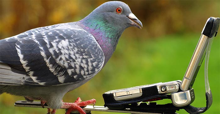 The pigeons receive job notifications via a flip phone. Homing pigeons can here the polyphonic ringtones from up to a kilometre away. PHOTO: Supplied.