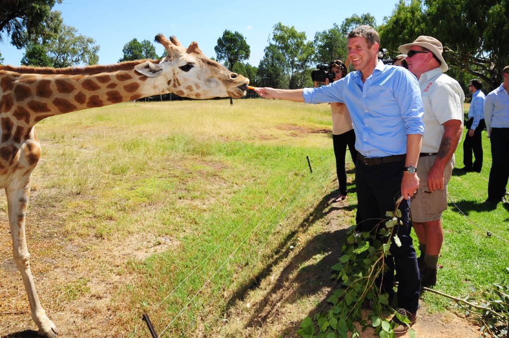 As well as the Baby Boomers, NSW Premier Mike Baird has also secured the Giraffe vote after he promised to deliver a $50 million upgrade at Taronga Zoo